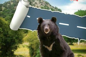 قلمرو خرس آسیایی بم در معرض تخریب است