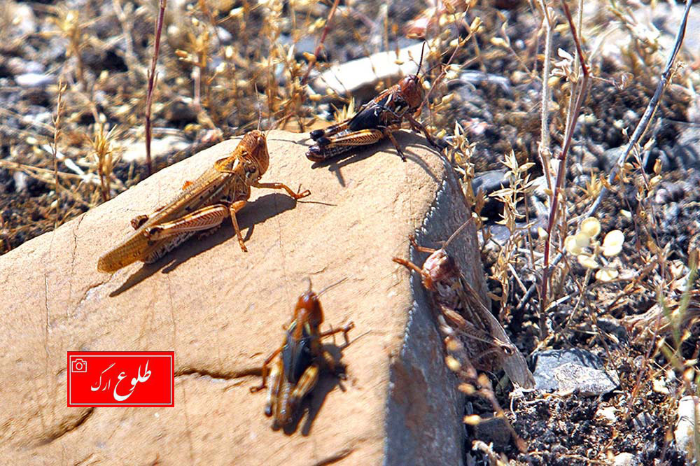 تشریح وضعیت مبارزه با ملخ‌های صحرایی در استان کرمان