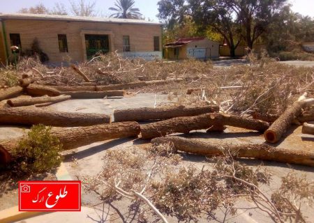 توضیحات شهرداری بم در خصوص قطع درختان تعدادی از مدارس توسط آموزش و پرورش