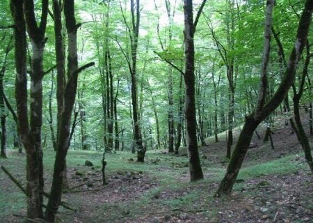 نصف جنگل‌های طبیعی استان کرمان در معرض خطر نابودی