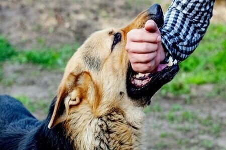 ۸۰ درصد موارد حیوان گزیدگی در کرمان ناشی از گزش سگ