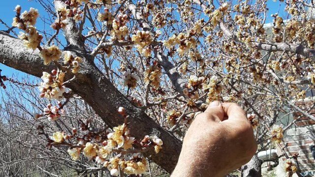 خسارت سرمازدگی به باغات پسته کرمان و احتمال بحران های اقتصادی و امنیتی