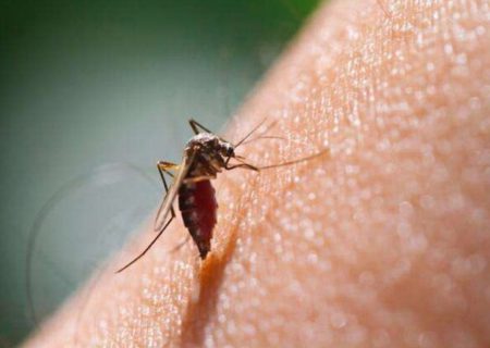 ابتلای ۴۰ نفر در استان کرمان به مالاریا/ بیماری ریشه‌کن نشده است