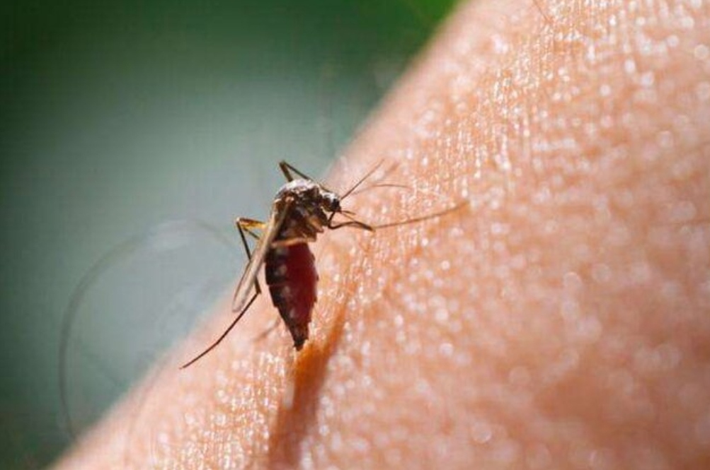 ابتلای ۴۰ نفر در استان کرمان به مالاریا/ بیماری ریشه‌کن نشده است