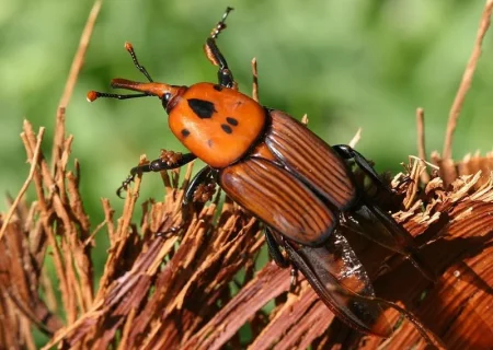 معدوم‌سازی یک نخل آلوده به آفت سوسک سرخرطومی در باغشهر بم