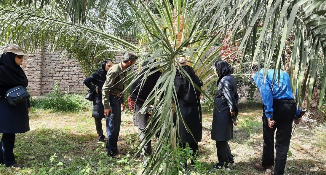شناسایی ۳ نخل آلوده به سوسک سرخرطومی در بم
