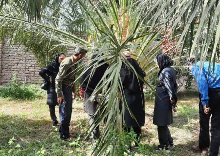 شناسایی ۳ نخل آلوده به سوسک سرخرطومی در بم